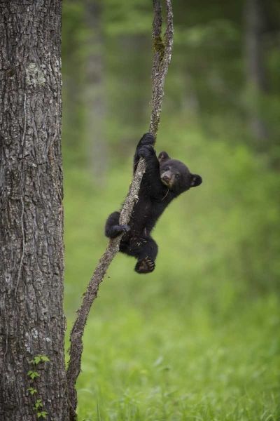 Tennessee Black bear cub playing on tree limb